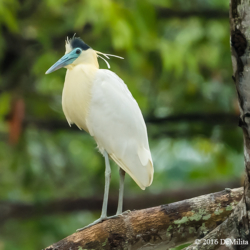 691 Capped Heron, Pantanal, Brazil