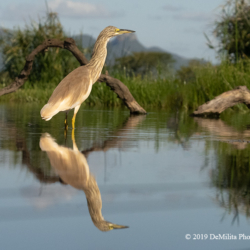 692 Squacco Heron, Zimanga Reserve, South Africa