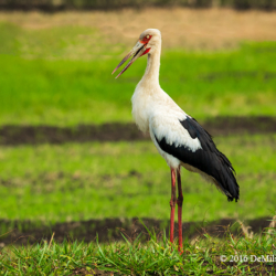 693 Maguari Stork, Pantanal, Brazil