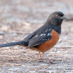 696 Spotted Towhee, Riefel Migratory Bird Sanctuary, Canada