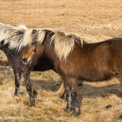702 Icelandic Horses, Snaefellsmes Peninsula, Iceland