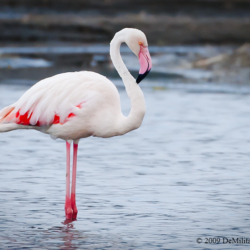 706 Greater Flamingo, Lake Nakuru NP, Kenya