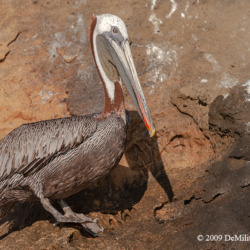 708 Galapagos Brown Pelican, Galapagos Islands