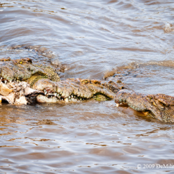 710 Crocodiles, Mara River, Kenya