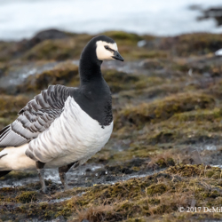 712 Barnacle Goose, Svalbard, Norway