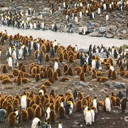 716 King Penguin Colony, St Andrews Bay, South Georgia Island
