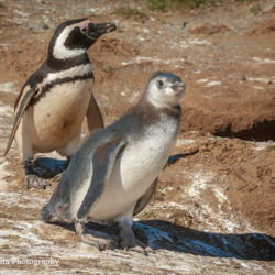720 Magellanic Penguin with Chick, Magdalena Island, Chile