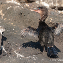 723 Galapagos Flightless Cormorant, Galapagos Islands