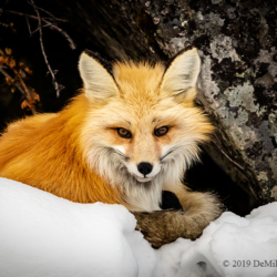 724 Red Fox, Yellowstone NP, WY
