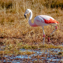 726 Chilean Flamingo, Chile