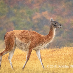 727 Guanaco in the Rain, Torres del Paine NP, Chile