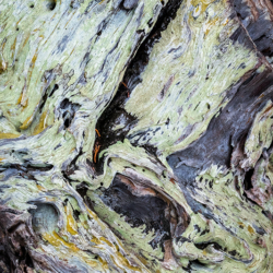 751 Patterns, Monterey Cypress Tree, Point Lobos State Park, CA