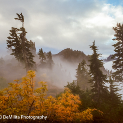 117 Artists Point Trees in Fog, Mt Baker, WA