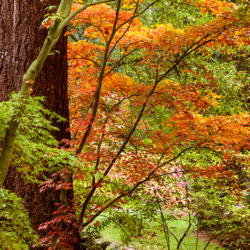 121 Arboretum Trees in Fall Colors