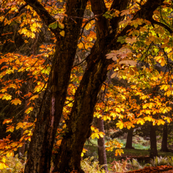 122 Sun, Trees, Fall Colors, Seattle Arboretum, WA