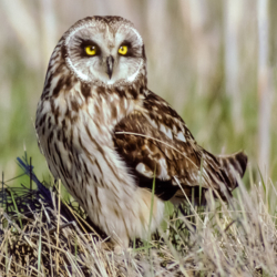 198 Short-eared Owl, Malheur NWR, OR