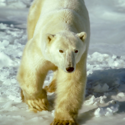 213 Polar Bear on Ice, Churchill, Manitoba, Canada