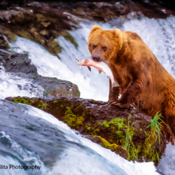 232 Bear On A Rock, Brooks Falls, Katmai NP, AK
