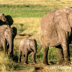 391 Elephants, Masai Mara, Kenya