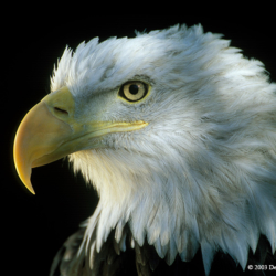 415 Eagle Portrait, Aurora, CO