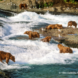 436 River of Bears, McNeil River State Game Sanctuary, AK