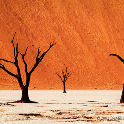 485 Dead Acacia Trees in Deadvlei, Namib-Naukluft NP, Namibia