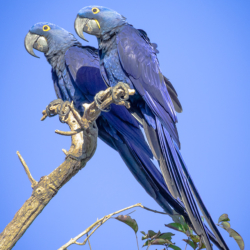 513 Hyacinth Macaws, Pantanal, Brazil