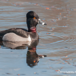 514 Ring-necked Duck, Nisqually NWR, WA