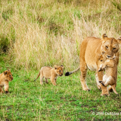 Mother Lion Carrying Cub, Masai Mara Kenya