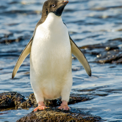 527 Adelie Penguin, Brown Bluff, Antarctica