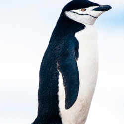 531 Chinstrap Penguin, Half Moon Island, Antarctica