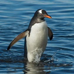 532 Gentoo Penguin, Brown Bluff, Antarctica