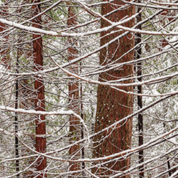 543 Snowy Trees, Yosemite NP, CA
