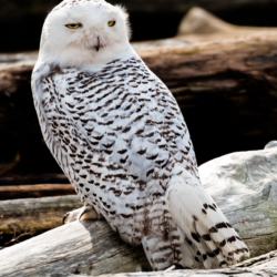 549 Snowy Owl, Boundary Bay, BC, Canada