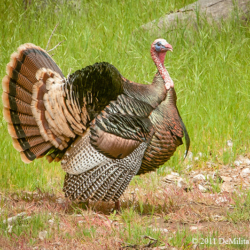554 Wild Turkey, Zion NP, UT,