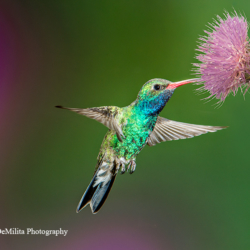 561 Broad-billed Hummingbird, Madera Canyon, AZ