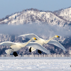 590 Whooper Swans, Hokkaido, Japan