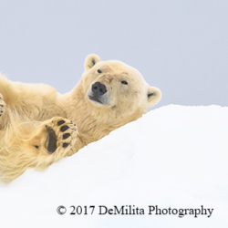  Polar Bear Relaxing, Svalbard, Norway