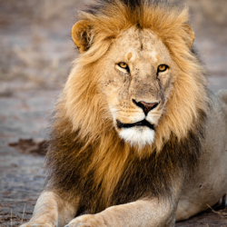613 Lion, Masai Mara, Kenya