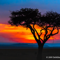 614 Tree At Sunset, Masai Mara, Kenya
