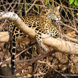 620 Jaguar On A Log, Pantanal, Brazil