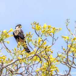 622 Aplomado Falcon, Pantanal, Brazil