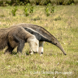 623 Giant Anteater, Pantanal, Brazil