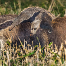 624 Giant Anteater with Baby, Pantanal, Brazil