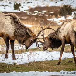 630 Elk Sparring, Yellowsyone NP WY