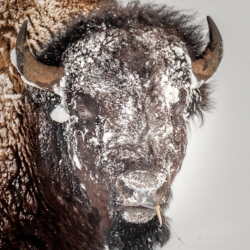 632 Snowy Bison, Yellowstone NP, WY