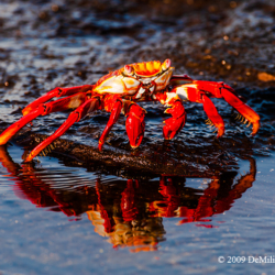 645 Sally Lightfoot Crab, Galapagos Islands