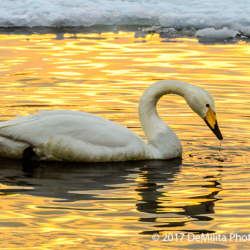 649 Whooper Swan at Sunset, Hokkaido, Japan