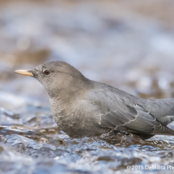 653 American Dipper, Yellowstone NP, WY