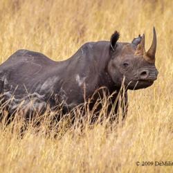 654 Black Rhinoceros, Masai Mara, Kenya